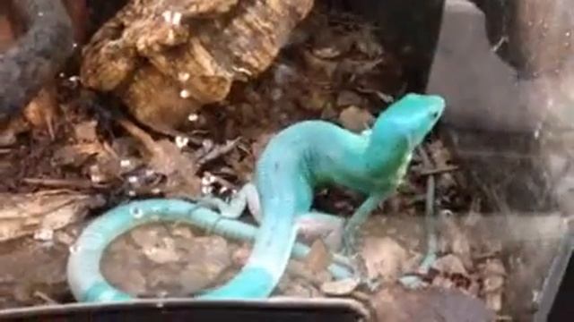 Gastropholis prasina video 2 смотреть онлайн