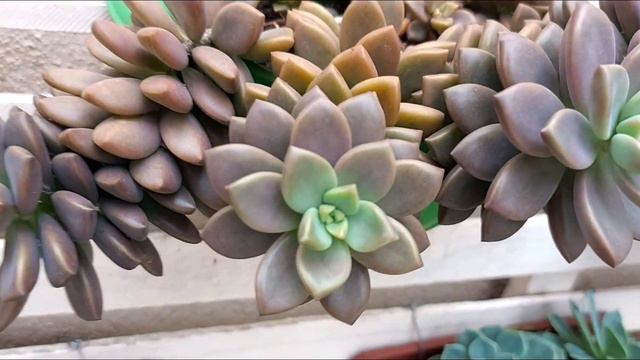 SUCULENTAS E A CHUVA / Dicas para ter sucesso no Cultivo das suculentas no tempo pegando chuva e so смотреть онлайн