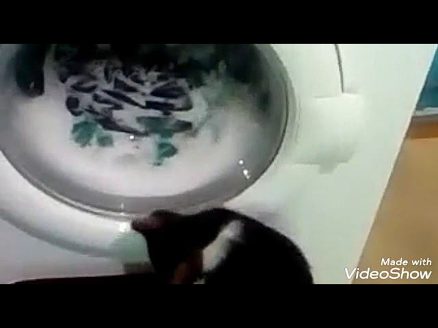 Забавные животные. смотреть онлайн