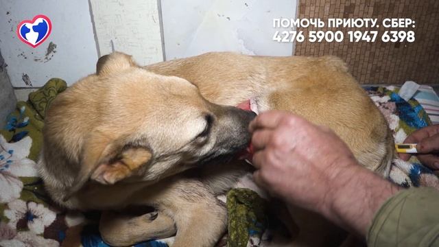 Новые пациенты - новое спасение! Помощь животным. Сифон и Феликс смотреть онлайн