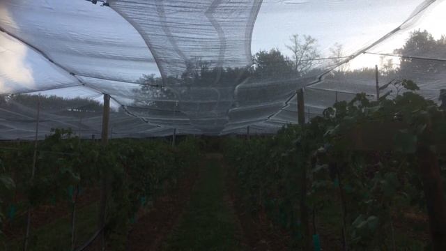 Red globe France Producteur Testut pascal . смотреть онлайн