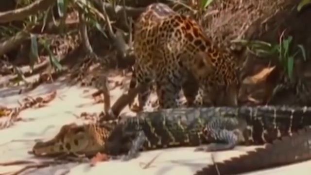 Python Too Aggressive, Big Cat Don't Escape of Giant Anaconda - Python vs Lion, Crocodile, Leopard смотреть онлайн