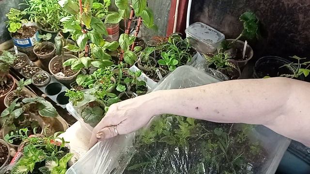 #Черенкование#легко и просто#