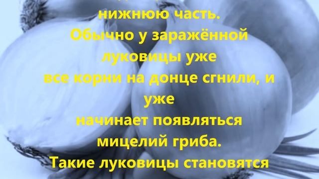 Почему гниет лук. смотреть онлайн