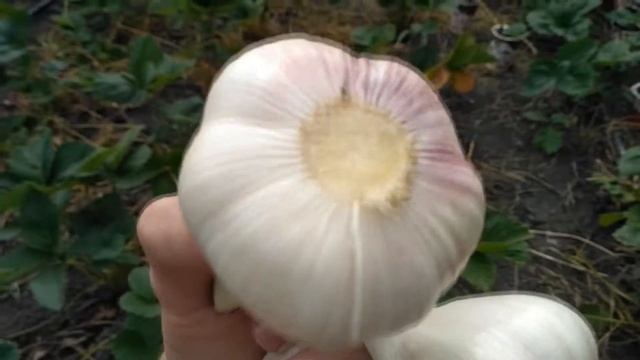 ОБЪЯВЛЕНИЕ Продажа чеснока. смотреть онлайн