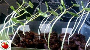 Шпаргалка по выращиванию рассады огурцо