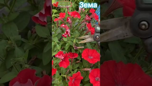 Ножницы Зема для сада и огорода #зёма #ножницы #дача #секатор # #зема #огород #стрижкапетунии смотреть онлайн