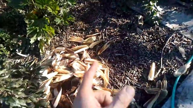 Чем отличается свежая БАРМАТУХА от той, которая стала плохо пахнуть? смотреть онлайн