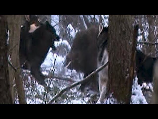 Охота на кабана с лайками смотреть онлайн