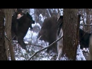 Охота на кабана с лайками