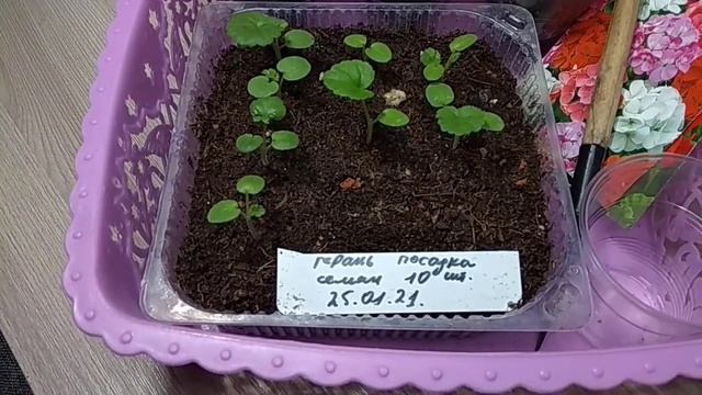 #ПЕЛАРГОНИЯ ЗОНАЛЬНАЯ. Выращивание из семян. смотреть онлайн