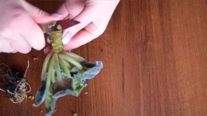 Как очень быстро и легко омолодить разросшуюся Фиалку.  Показываю пошагово