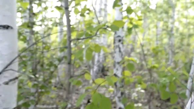 По грибы) смотреть онлайн