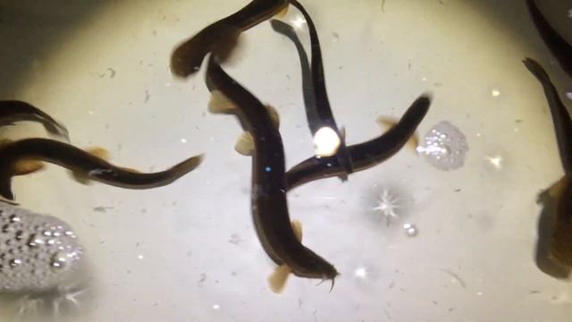 Купить рыбу вьюн для пруда на даче смотреть онлайн