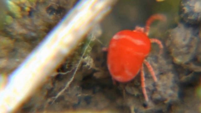 Клещ краснотелка. Trombidium. Red velvet mite. Rote Samtmilbe. смотреть онлайн