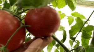 Уж осенью пахнуло.   Томатный гном "Гордость Пирса"