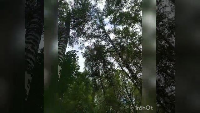 Поход на Каменское плато в берёзовую рощу. Казахстан, Алматы. смотреть онлайн