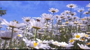 Заставки рекламы Пятница! май 2022