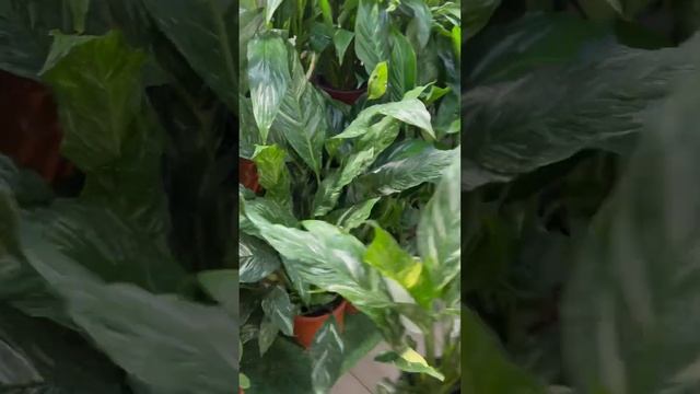 Обзор наличия комнатных растений в Садовом центре Грин Парк смотреть онлайн