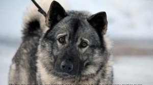 Норвежский элкхаунд (скандинавская лосиная лайка)