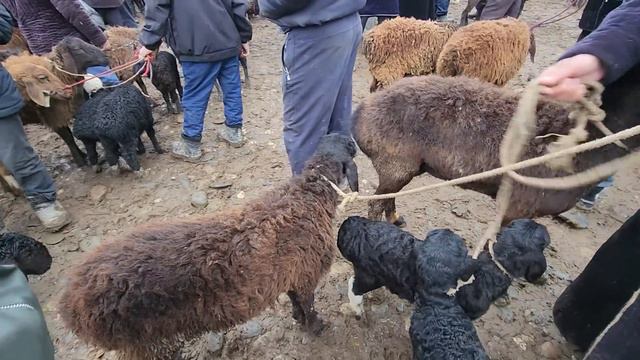 9-03-2024 JUMA MOL BOZORI SAMARQAND MOL BOZORI. QUY QO'ZI NARXLARI