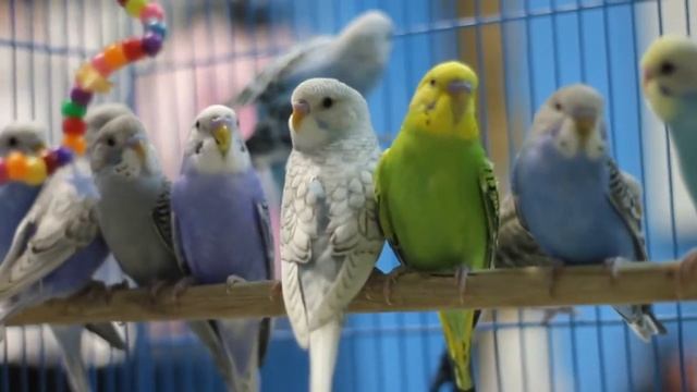 УЧИМ ФРАЗУ ‘Я ТЕБЯ ЛЮБЛЮ ‘ смотреть онлайн