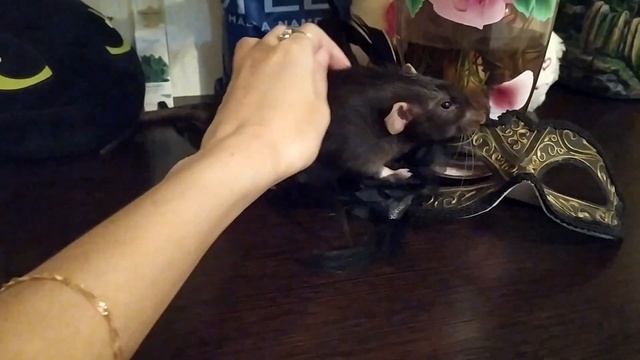 КРЫСА ЕСТ ЕЛКУ смотреть онлайн