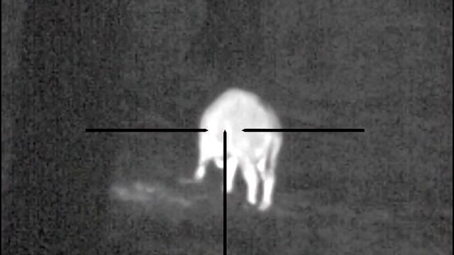 pulsar termion xq50 testování смотреть онлайн