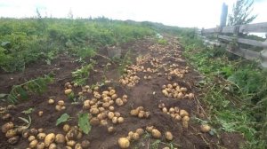 С одной сотки почти тонна картошки!!!!!!!!!!