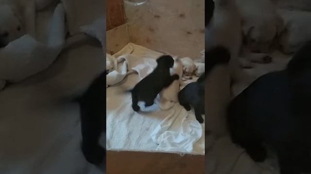 лабрадор выбор щенка смотреть онлайн