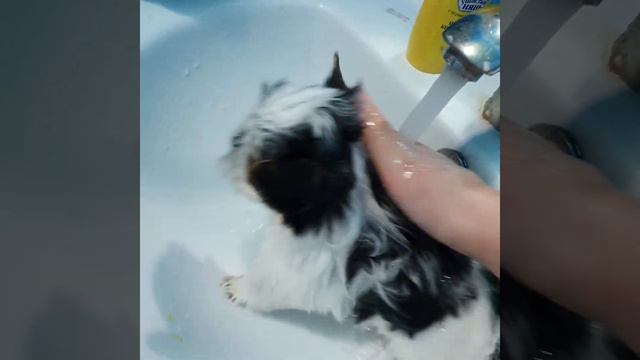 Бивер йорк щенок купание смотреть онлайн