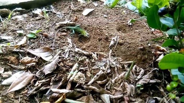 Common Green Lizard |Village Backyard Garden | Amazing Nature #lizard# #greenlizard смотреть онлайн