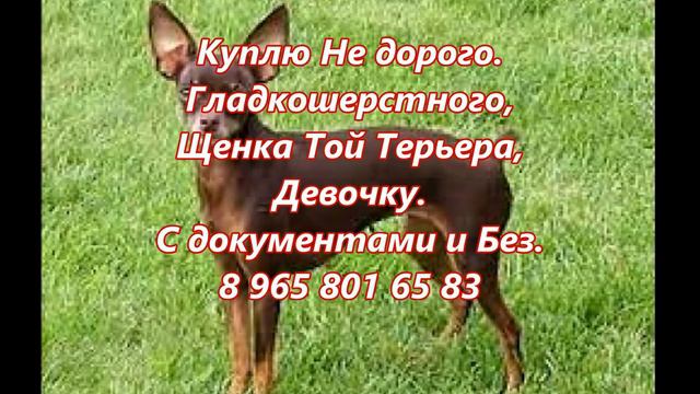 Копия видео "Куплю Не дорого. Гладкошерстного, Щенка Той Терьера" смотреть онлайн