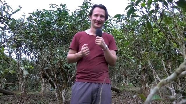 Гора Цзиношань. Производство чая пуэр с древних деревьев. По следам малой народности Цзино