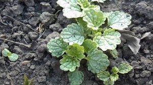 МОЛЮЦЕЛЛА! 2 способа выращивания.