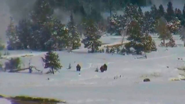 Топ 7 мистических существ снятых на камеру. Мистические существа снятые на камеру. смотреть онлайн