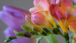 Как Выращивать  Фрезии В Домашних Условиях