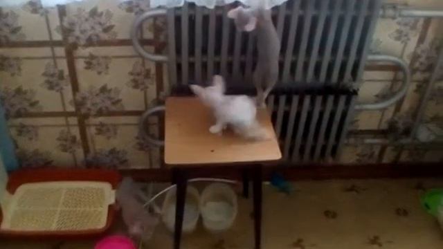 Котёнок упал. смотреть онлайн