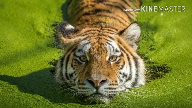 Топ 10 самых сильных хищников планеты смотреть онлайн