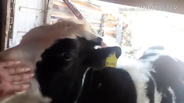 Забили бычка//«сорвало» крышу))) смотреть онлайн