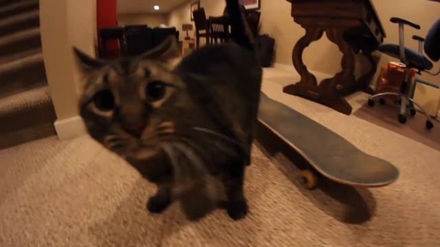CAT SKATEBOARDS FOR THE FIRST TIME! смотреть онлайн