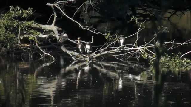 Большой баклан и интересные факты о нем смотреть онлайн