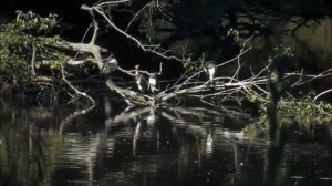 Большой баклан и интересные факты о нем