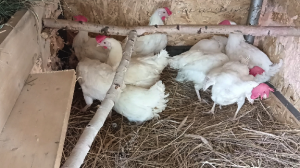 ПОКУПКА КУР ПОРОДЫ ХАЙСЕКС ДЕКАЛБ/ ЗАСЕЛЕНИЕ В КУРЯТНИК/ СБОР ЯИЦ/ 22.04.2023 г