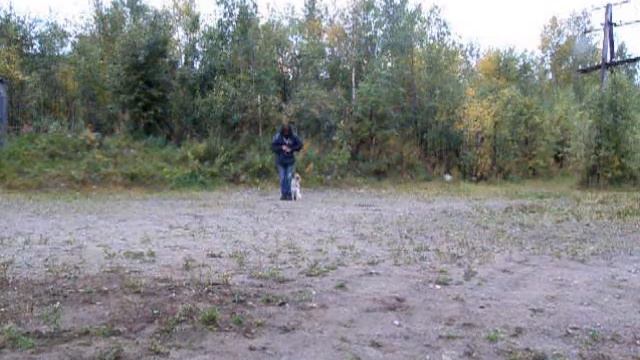 Fleurette, fuss, clicker training 3-g смотреть онлайн