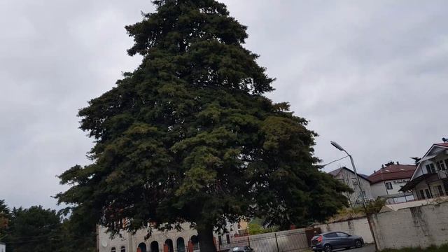 🌴ЛАЗАРЕВСКОЕ СОЧИ. ул.Калараш и Парк и голодные собаки. смотреть онлайн