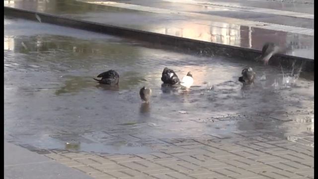 В сквере имени Ермакова запустили поющий фонтан смотреть онлайн