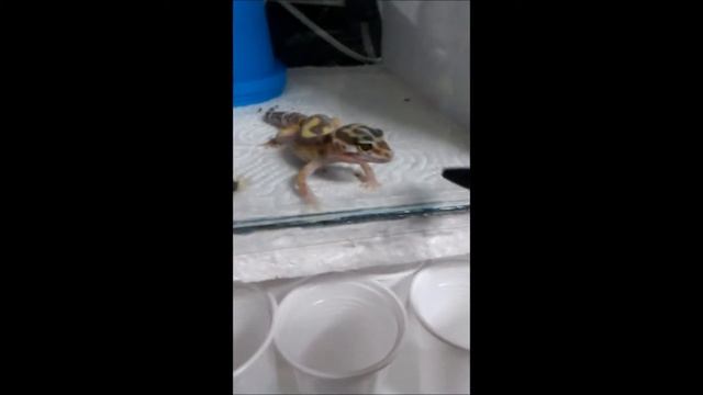 crazy/ funny Leopard geckos - Eublepharis macularius (Tremper Albino) смотреть онлайн