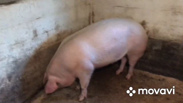 Как определить беременная свинка или нет?//Переселение поросят// смотреть онлайн