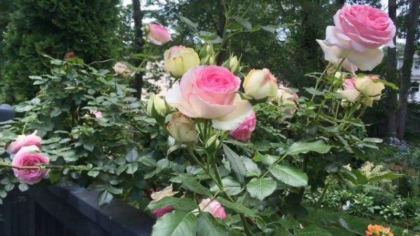 Rose candy! Eden Climbing Rose |urban cottage garden